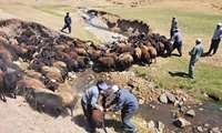 گزارش تصویری صدا و سیمای استان از برگزاری اردوهای جهادی توسط شبکه دامپزشکی شهرستان ماکو به مناسبت هفته کشاورزی