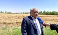 پیش بینی تولید بیش از یک میلیون تن  خوشه طلایی گندم از مزارع آذربایجان غربی