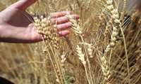 مخلوط کشی و خالص سازی در مزارع بذری ضروری است