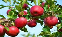 آذربایجان غربی بهشت باغات و زراعت کشور ایران 