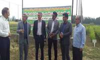 بازدید رئیس گروه نهال و بهبود ارقام معاونت امور باغبانی وزارت جهاد کشاورزی از نهالستان های شهرستان میاندوآب 