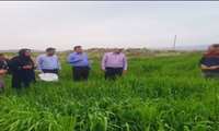 بیش از ۱۸۱۶ هکتار از مزارع ارومیه بر علیه آفت سن غلات سمپاشی شد
