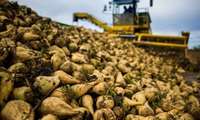 نیمی از مطالبات چغندرکاران خوی پرداخت شد