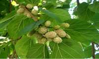 آغاز برداشت توت درختی از توتستان‌های آذربایجان غربی