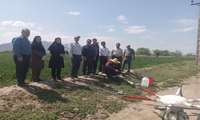بازدید معاون سازمان حفظ نباتات کشور از مزارع گندم ارومیه با هدف بررسی وضعیت آفات