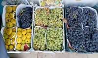 چهارمین جشنواره انگور سیاه سردشت آغاز به کار کرد