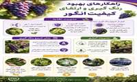  راهکارهای بهبود رنگ گیری و ارتقای کیفیت انگور