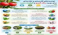 توصیه های کاربردی و تغذیه ای برای بهبود رنگ گیری و کیفیت سیب 