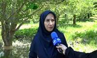 مبارزه بیولوژیک با آفت کرم سیب در باغات ارومیه آغاز شد
