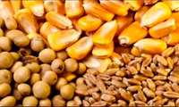 خریداری بیش از ۹ هزار تن کنجاله سویا و ذرت توسط واحدها و زنجیره های تولیدی در آذربایجان‌غربی 