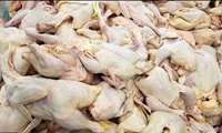 500 کیلوگرم گوشت مرغ در ارومیه کشف و توقیف شد