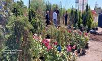 نهالستان های غیر مجاز باغداران را متضرر می کنند