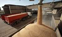 آمادگی 56 مرکز خرید کلزا و گندم برای تحویل محصول مازاد بر مصرف زارعین در آذربایجان غربی