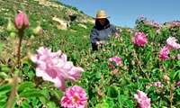 آغاز برداشت گل محمدی از گلستان‌های آذربایجان‌غربی