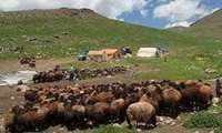 کم آبی درییلاق ها، مشکل عشایرآذربایجان غربی