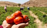 امسال بیش از 340 هزار تن گوجه ‌فرنگی از مزارع آذربایجان‌غربی برداشت می شود