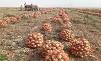 برداشت بیش از 127 هزار تن پیاز از مزارع آذربایجان‌غربی