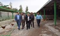بازدید فرماندار میاندوآب ازگاوداری صنعتی در روستای اوچ تپه کرد