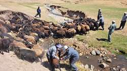 گزارش تصویری صدا و سیمای استان از برگزاری اردوهای جهادی توسط شبکه دامپزشکی شهرستان ماکو به مناسبت هفته کشاورزی