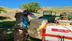ادامه عملیات مبارزه با ملخ بومی در مزارع، مراتع و باغات روستای آغوطمان شهرستان بوکان با هماهنگی واحد حفظ نباتات و نظارت مرکز جهاد کشاورزی شهریکند
