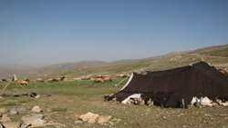 آغاز کوچ عشایر شمال استان به ییلاقات شهرستان چالدران