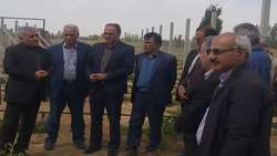  بازدید رئیس سازمان جهاد کشاورزی آذربایجان غربی از باغ های انگور میاندوآب 