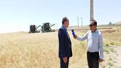 آغاز برداشت خوشه های طلایی گندم در بیش از ۴۰۰ هزار هکتار از گندمزارهای استان آذربایجان غربی/پیش بینی تولیدبیش از ۷۰۰ هزار تن گندم در استان  