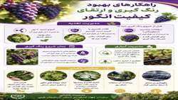  راهکارهای بهبود رنگ گیری و ارتقای کیفیت انگور