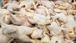 500 کیلوگرم گوشت مرغ در ارومیه کشف و توقیف شد