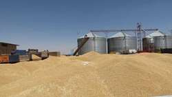 افزایش 1.5 برابری خرید گندم از کشاورزان سردشت