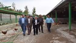 بازدید فرماندار میاندوآب ازگاوداری صنعتی در روستای اوچ تپه کرد