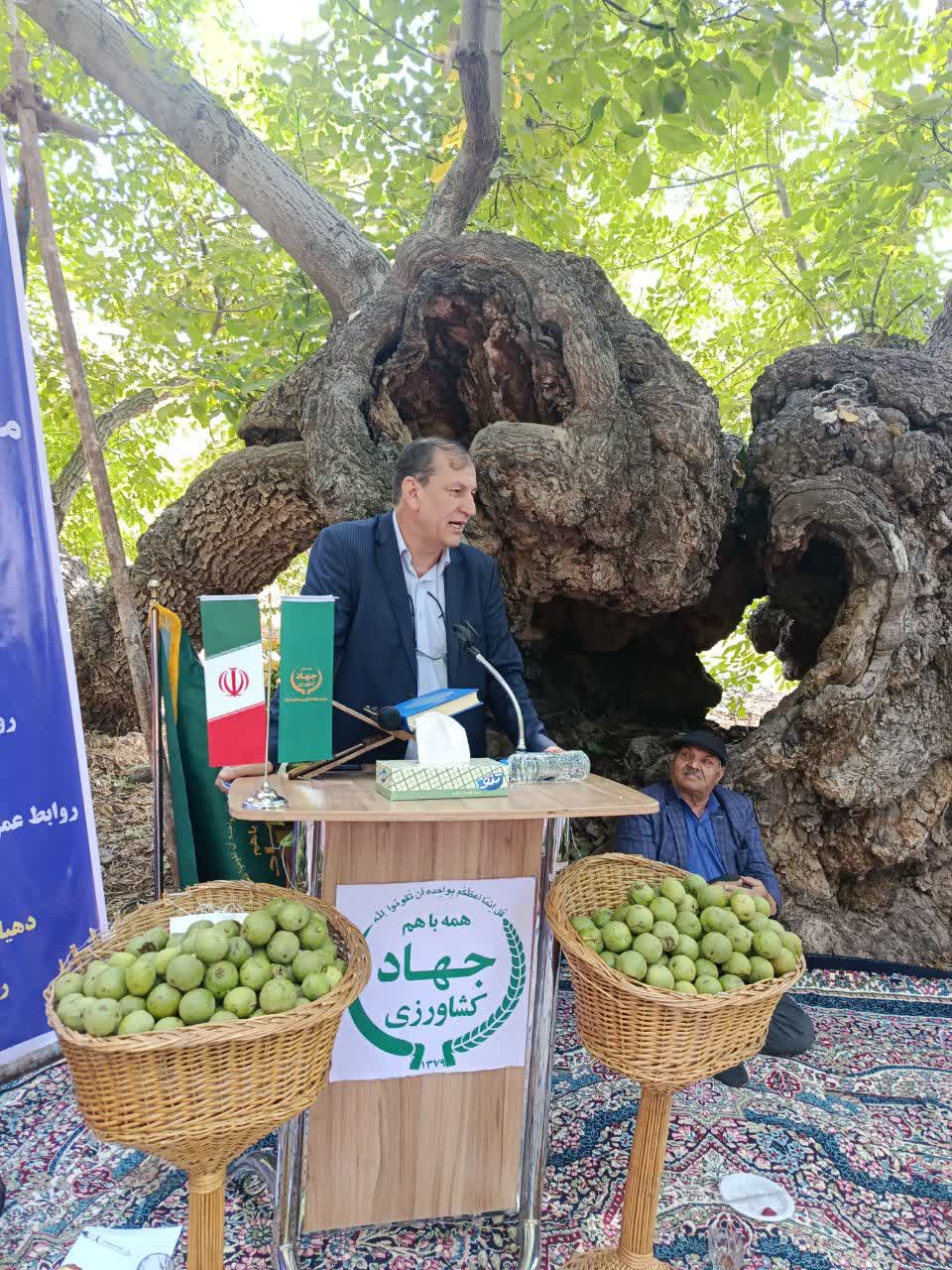 تدوین نقشه راه ملی برای احیای صنعت گردو/ نجات باغات کهن ایران از بحران آفات