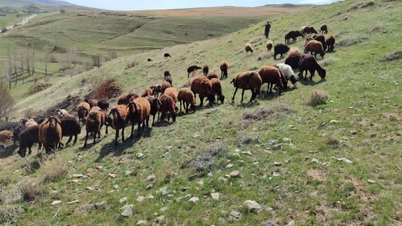 تولید سالانه بیش از ۲۰۰ هزار رأس دام سبک در تکاب