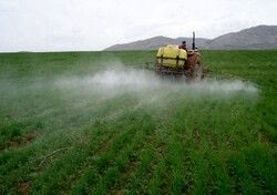  اتمام عملیات مبارزه با سن غلات در ۲۲۸ هزار هکتار از اراضی  آذربایجان‌غربی 