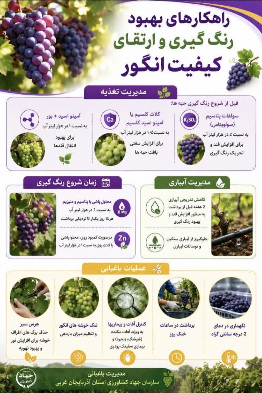  راهکارهای بهبود رنگ گیری و ارتقای کیفیت انگور