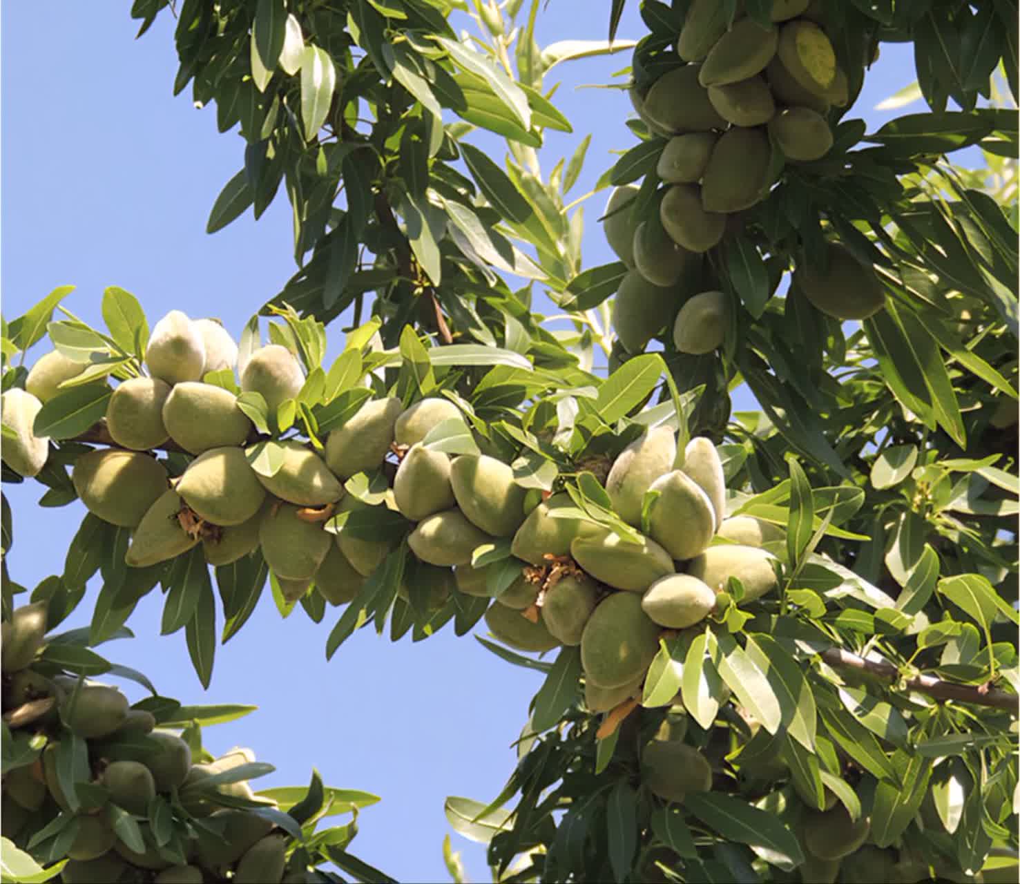 پیش‌بینی تولید ۱۸۰۰ تن بادام در آذربایجان‌غربی/ نقش کلیدی بادام در اصلاح الگوی کشت حوضه دریاچه ارومیه