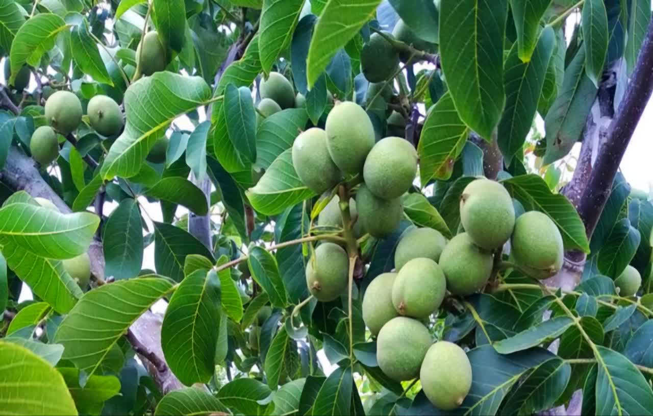  آغاز برداشت گردو در آذربایجان غربی؛ پیش‌بینی تولید ۱۰ هزار تن محصول 