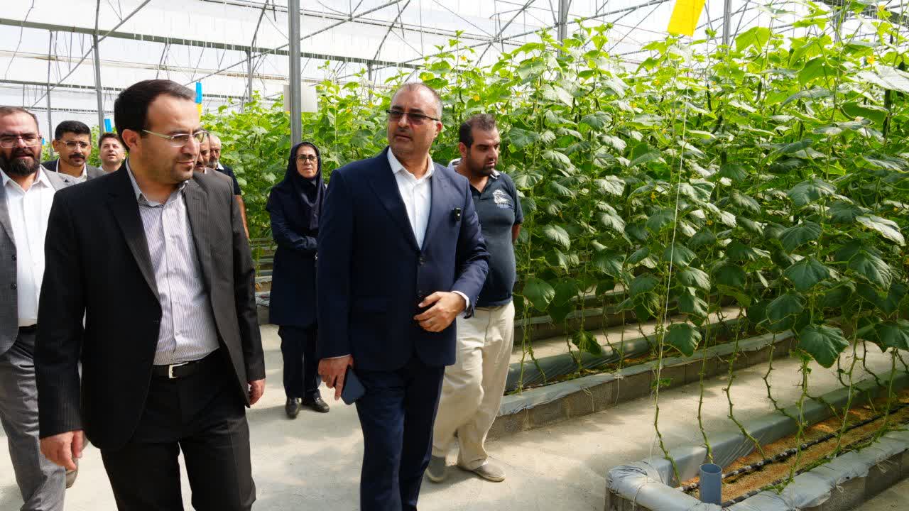 بازدید رئیس سازمان جهاد کشاورزی آذربایجان‌غربی از واحدهای تولیدی و بسته‌بندی در بوکان